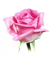 Pink rose - by one